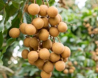 Kohala Longan in 4"" Pot, lengkeng, kelengkeng, NO ship HI or CA