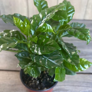 Arabica Coffee Plant - 4" Pot