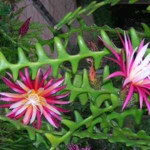 May include: A close-up of a cactus plant with three pink and white flowers in bloom. The cactus has a unique, segmented stem with sharp edges.