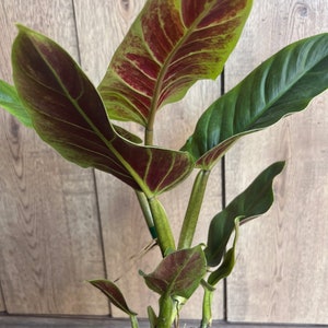 Philodendron Subhastatum  in 6&quot; Pot