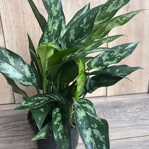 Aglaonema Maria, Aglaonema Tigress in 6&quot; inches pot