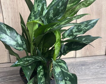 Aglaonema Maria, Aglaonema Tigress in 6" inches pot