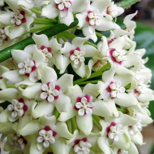 Hoya Australis Lisa in 6"Pot with Hoop