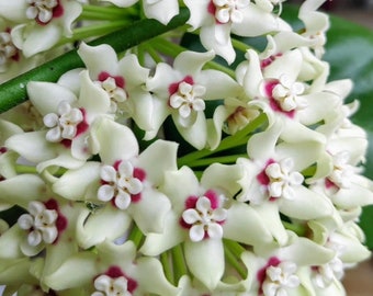 Hoya Australis Lisa in 6"Pot with Hoop