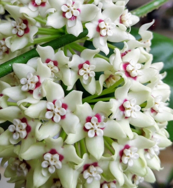 Hoya Australis Lisa in 6"Pot