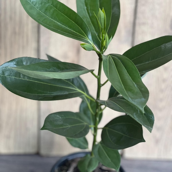 Cinnamon Tree in 6" Pot, Cinnamomum zeylanicum, CEYLON CINNAMON