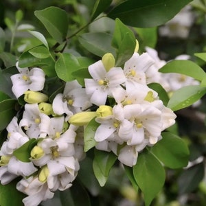 May include: A cluster of small, white flowers with yellow centers bloom on a green bush. The flowers have five petals each and are arranged in a dense cluster.
