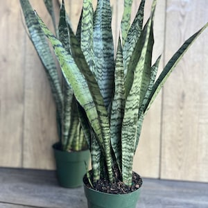 Sansevieria Zeylanica, in 4&quot;pot, snake plant