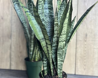 May include: Two potted snake plants with long, green leaves with dark green stripes. The plants are in green plastic pots.