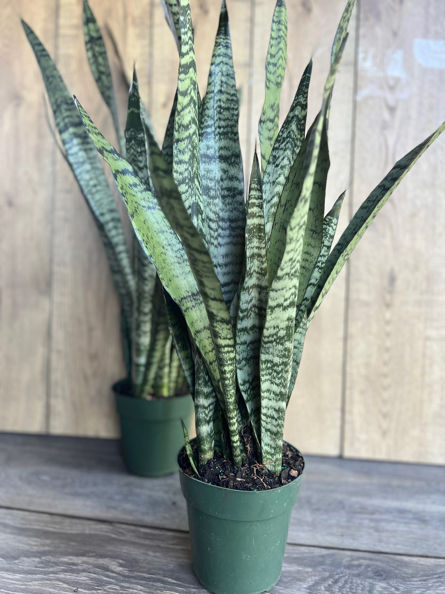 4 Inch Snake Plant - Etsy
