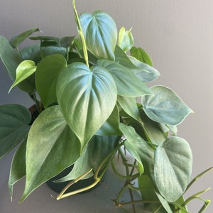 May include: A potted green plant with large, heart-shaped leaves. The plant is growing in a dark green pot and has several long vines.
