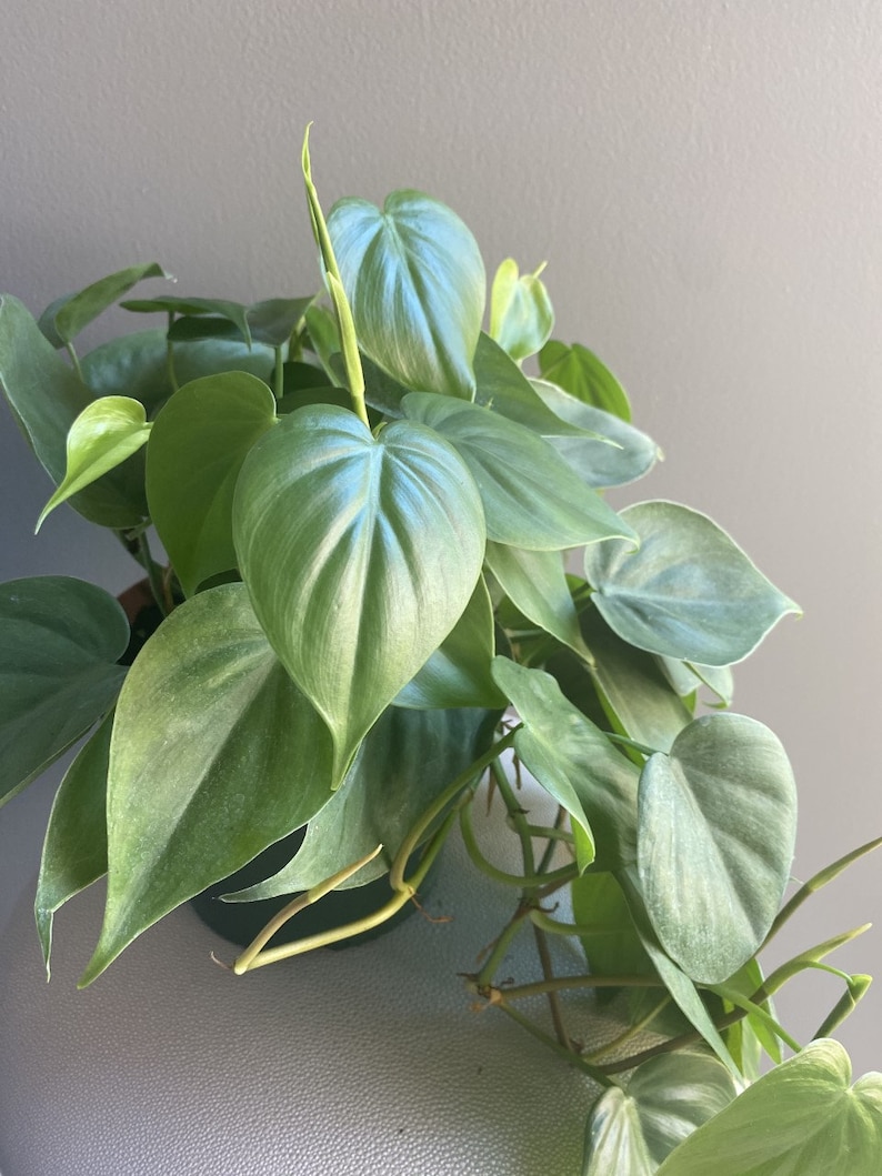 May include: A potted green plant with large, heart-shaped leaves. The plant is growing in a dark green pot and has several long vines.