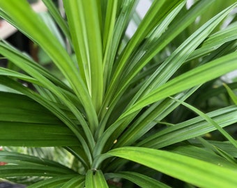 ONE Pandan Plant, pandanus, pandan in 4" pot