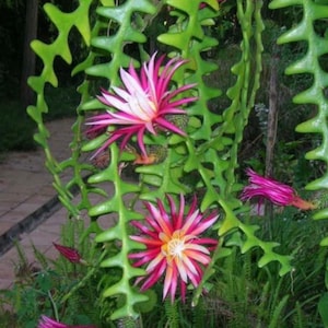 Anguliger Ric Rac Cactus, Epiphyllum , Zig Zag Cactus -in 6" Pot