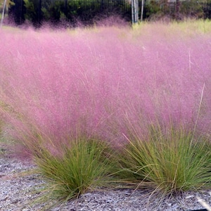 May include: A field of pink muhly grass in full bloom. The feathery, pink flower plumes create a soft, cloud-like effect, contrasting with the green grass below. The scene is set outdoors with a blurred background.
