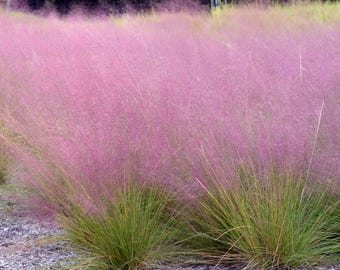 May include: A field of pink muhly grass in full bloom. The feathery, pink flower plumes create a soft, cloud-like effect, contrasting with the green grass below. The scene is set outdoors with a blurred background.