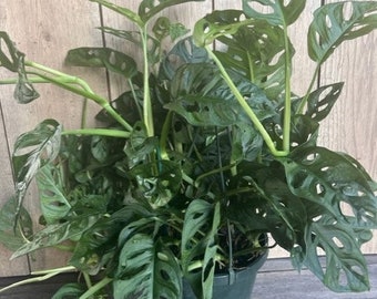 Monstera Adansonii in 8" HB , Swiss Cheese