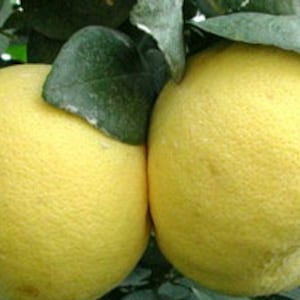 May include: Two large, ripe yellow grapefruits hanging from a tree branch. The grapefruits have a smooth, slightly textured skin.