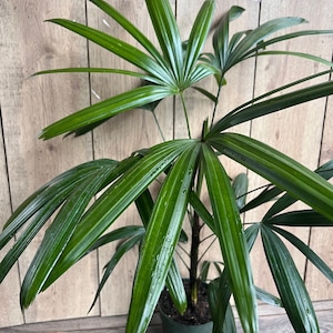 May include: A green potted plant with long, dark green leaves. The plant is in a dark green pot and is sitting on a wooden floor.