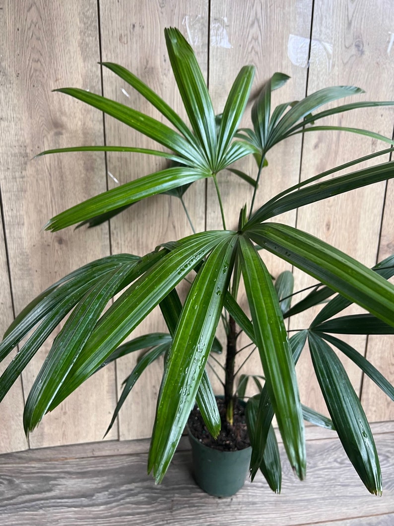 May include: A green potted plant with long, dark green leaves. The plant is in a dark green pot and is sitting on a wooden floor.