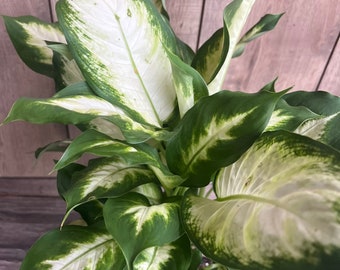 Dieffenbachia Camille, in 6" Pot