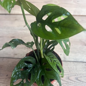 Variegated Monstera Esqueleto - Etsy