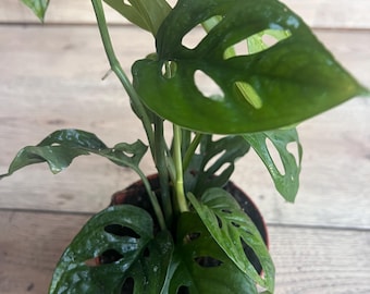 philodendron roseocataphyllum Philodendron roseocataphyllum - Rose-Colored Cataphyll Aroid main image 1