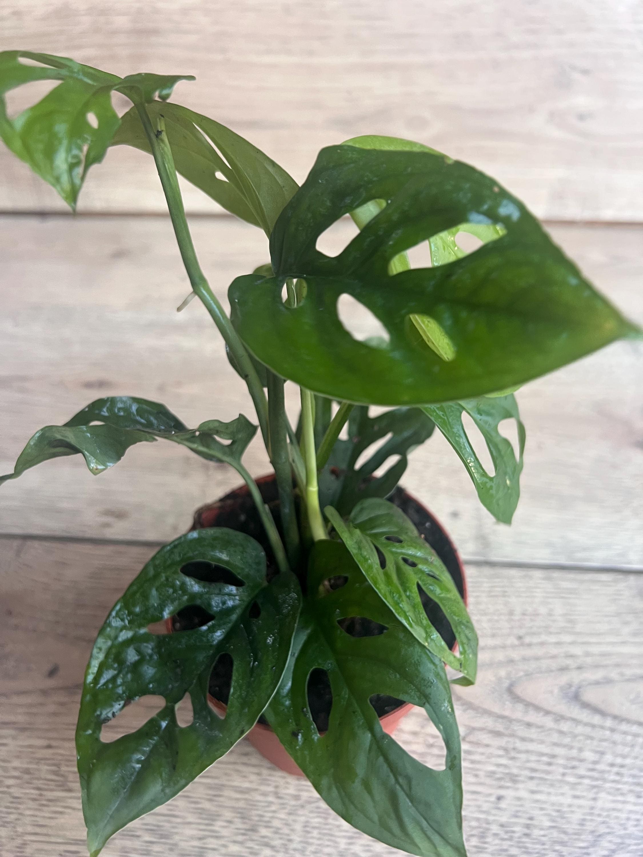 Variegated Monstera Esqueleto - Etsy