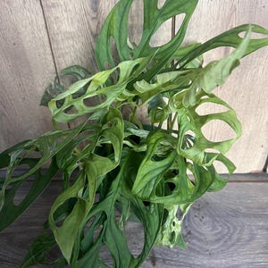 Puede incluir: Primer plano de una planta de Monstera Adansonii, tambi&eacute;n conocida como planta de queso suizo, con hojas verdes vibrantes. Las hojas tienen agujeros distintivos, creando una textura &uacute;nica. La planta es una planta de interior popular.