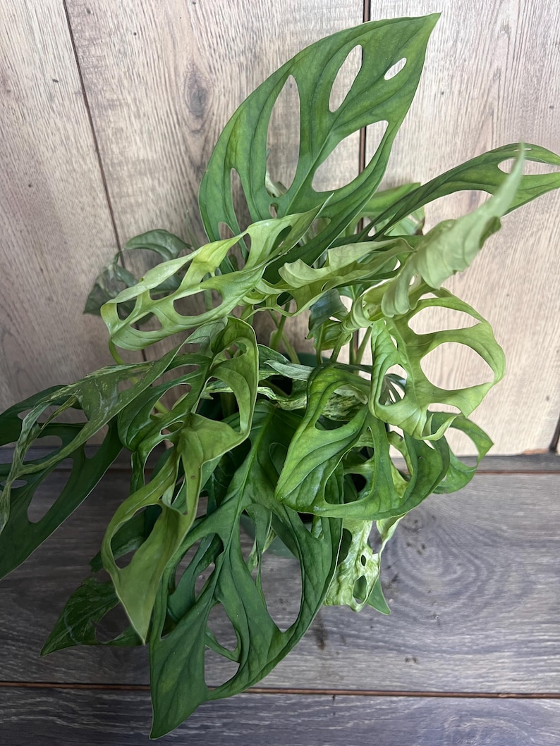 Puede incluir: Primer plano de una planta de Monstera Adansonii, tambi&eacute;n conocida como planta de queso suizo, con hojas verdes vibrantes. Las hojas tienen agujeros distintivos, creando una textura &uacute;nica. La planta es una planta de interior popular.