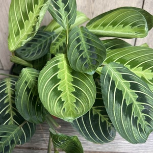 Maranta Lemon Lime in 4&quot; Pot