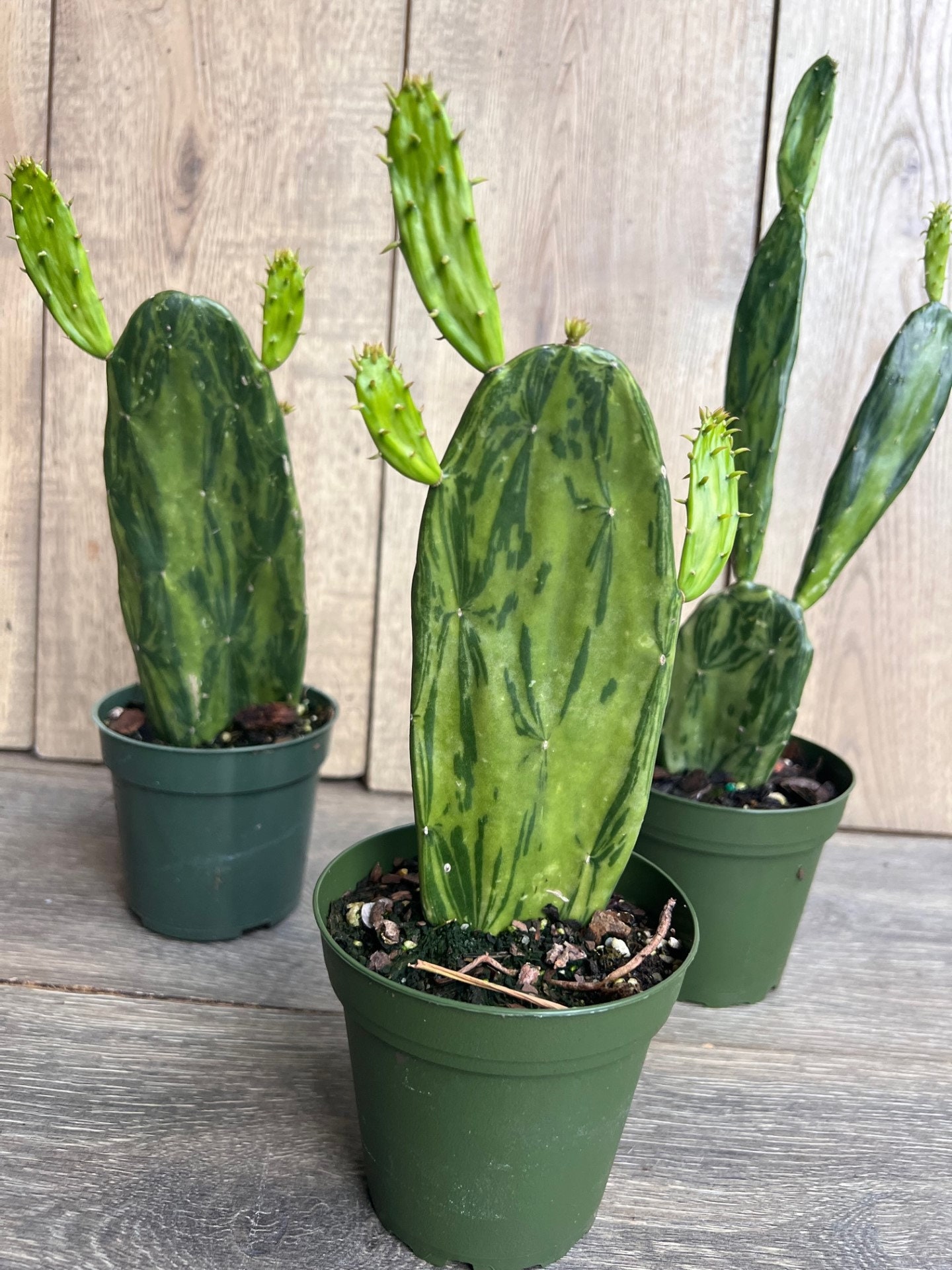 Variegated Opuntia, Prickly Pear Variegated in 4" Pot, Opuntia Cactus -  Etsy Israel