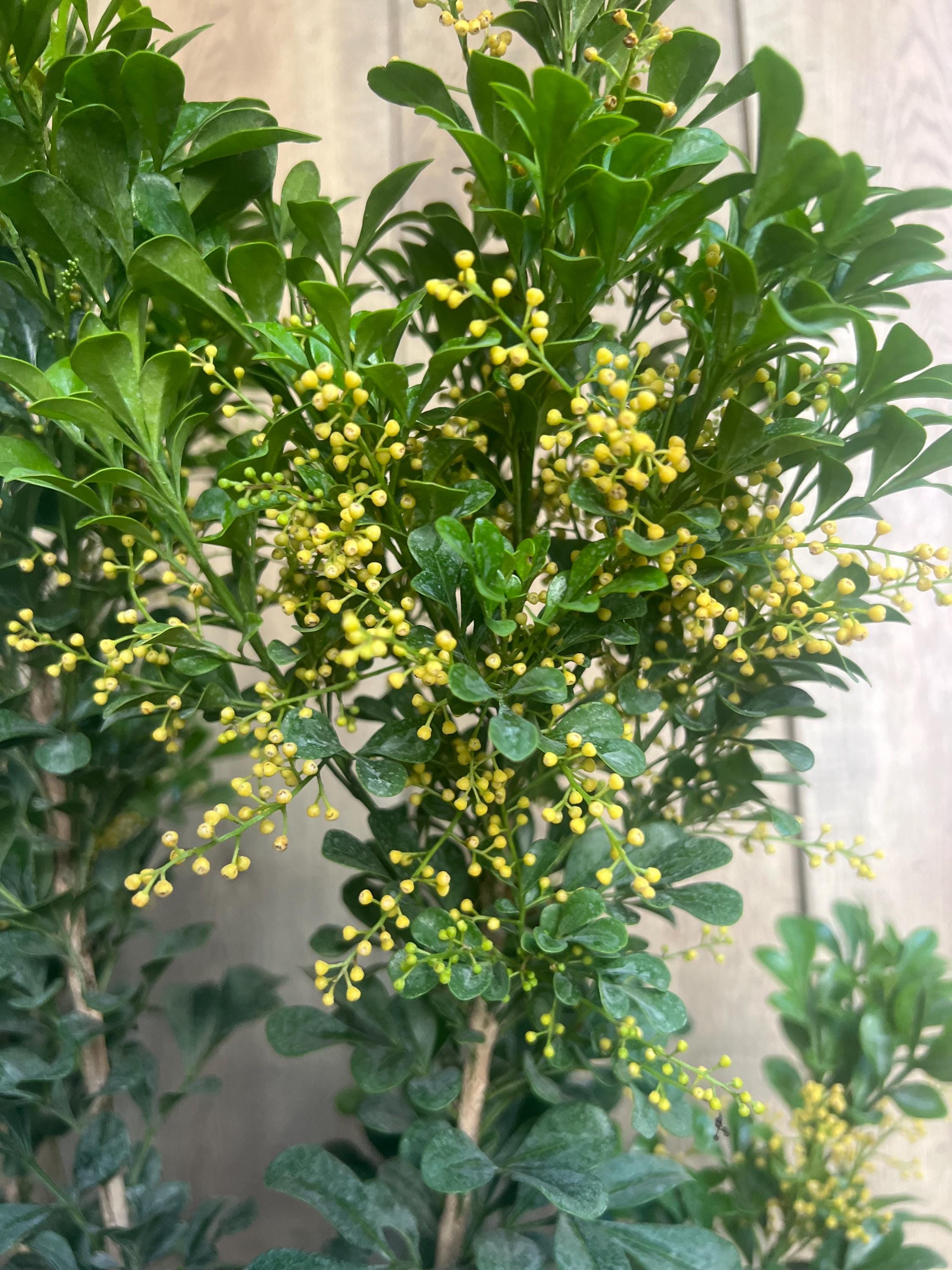 garden bamboo plants Graceful Bamboo- Bambusa Textilis Gracilis Clumping Hedge Bamboo