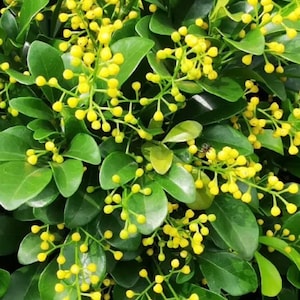 Chinese Perfume Tree, Chinese Rice Flower, in 4" or 6" Pot Aglaia odorata