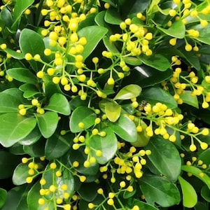 Chinese Perfume Tree, Chinese Rice Flower, in 4" Pot Aglaia odorata