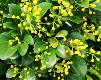 Chinese Perfume Tree, Chinese Rice Flower, in 4" Pot Aglaia odorata