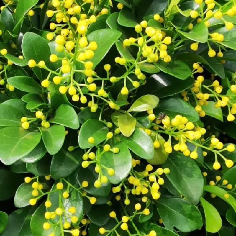 Golden Nanmu Plant For Sale