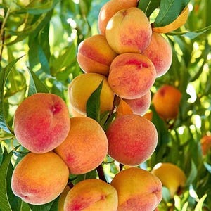 May include: A branch of a peach tree laden with ripe peaches. The peaches are a mix of yellow and red, with some having a blush of pink. The leaves are green and lush.