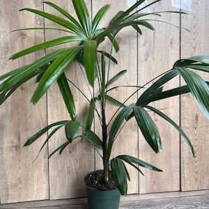 May include: A green potted plant with long, dark green leaves. The plant is in a dark green plastic pot with a brown soil base.