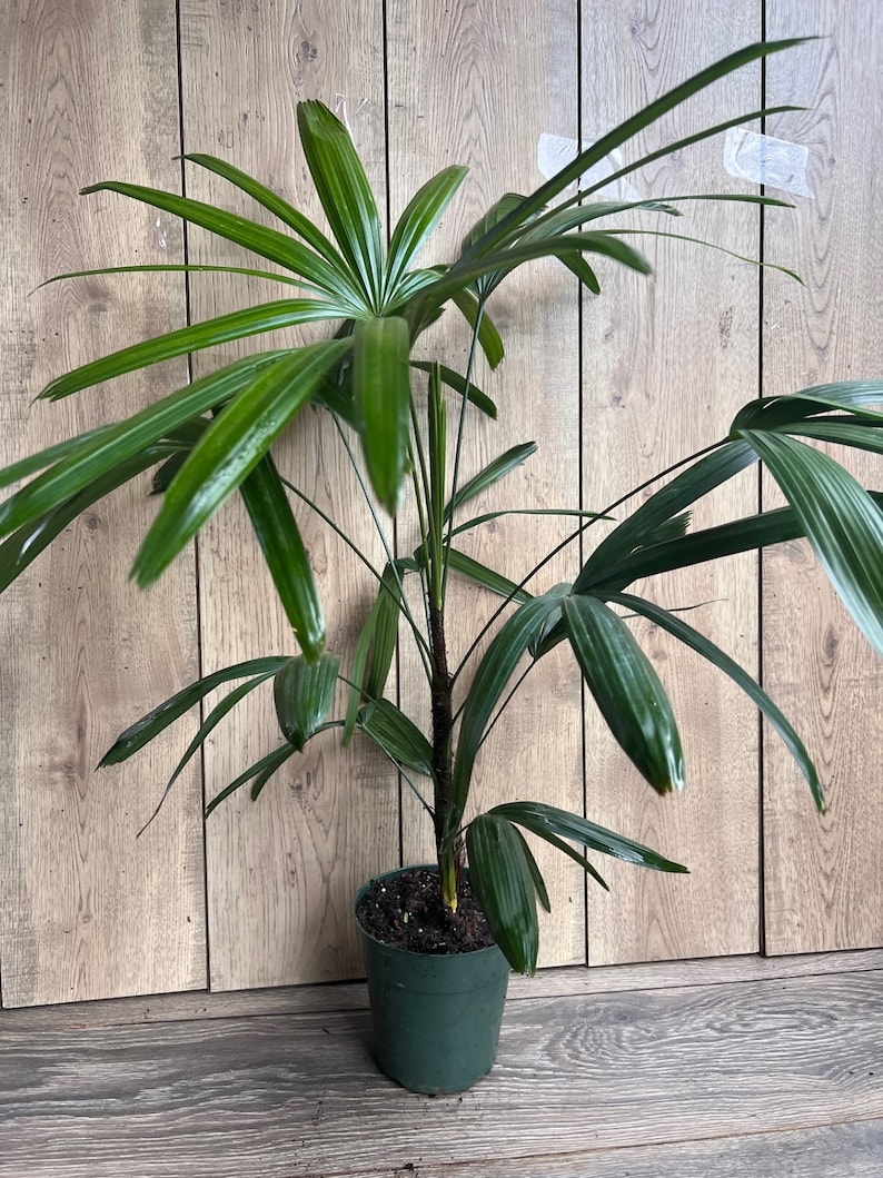 May include: A green potted plant with long, dark green leaves. The plant is in a dark green plastic pot with a brown soil base.