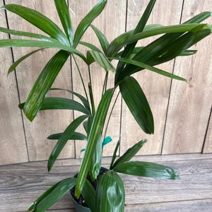 May include: A green potted plant with long, narrow leaves. The plant is in a brown pot and is sitting on a wooden surface.
