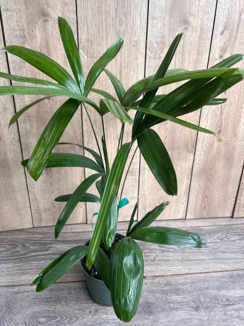 May include: A green potted plant with long, narrow leaves. The plant is in a brown pot and is sitting on a wooden surface.