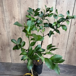Harvey Lemon in half Gallon Pot, Grafted,  Florida Shipping Only