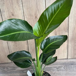 White Bird Of Paradise in 6&quot; Pot