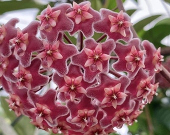 Hoya Pubicalyx Splash in 6"Pot with Hoop