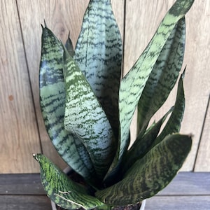 Large Sansevieria Futura Robusta in 6” pot