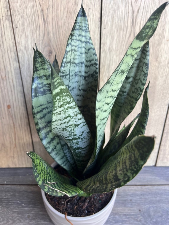 Sansevieria trifasciata 'Robusta' (6")