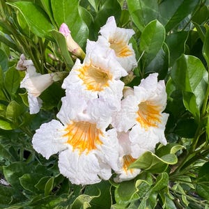 May include: Close-up of white flowers with ruffled petals and yellow centers, surrounded by vibrant green leaves. The flowers are in full bloom, showcasing their delicate texture and intricate details. The image captures the beauty of nature.