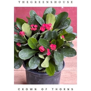 May include: A potted Crown of Thorns plant with bright red flowers. The plant is in a black plastic pot and has green leaves. The text "SHOP AT ETSY THE GREENHOUSE" is at the top of the image and "CROWN OF THORNS RED" is at the bottom.