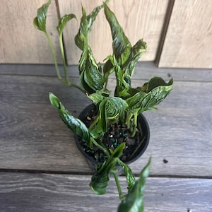 May include: A small green and yellow houseplant with variegated leaves in a black plastic pot. The plant is on a wooden surface.